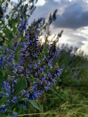 Obraz premium Sunset in nature with purple flowers.