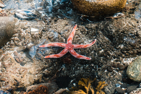 Red and white sea star in a tidepool