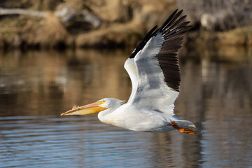Fototapeta na wymiar Migratory birds in Colorado. American White Pelican in flight.
