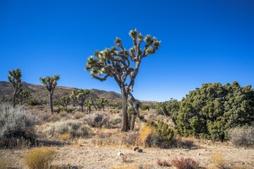 Fototapeta premium Joshua Trees in Joshua Tree National Park, California