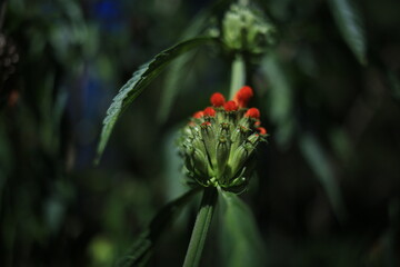 Close-up of red flowers about to bloom