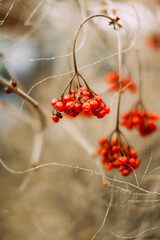 Beautiful landscape of plants in the nature