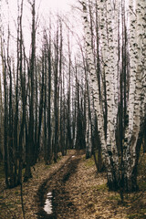 Bare trees and clear sky