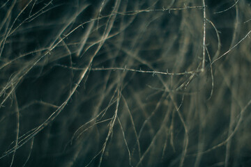 Beautiful landscape of plants in the nature