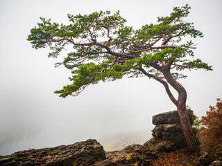 Fototapeta na wymiar Einzelner Baum vor Nebel, Fränkische Schweiz