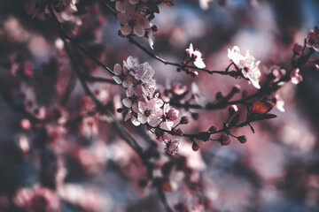 blossom in spring