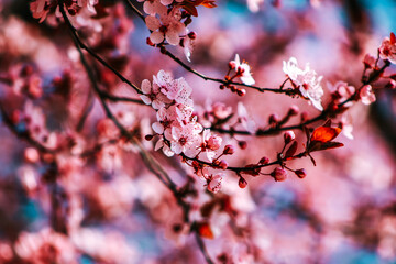 pink cherry blossom