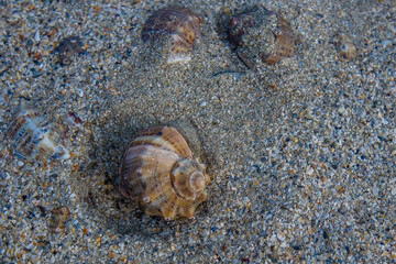 Sea shell in the sand - closeup view
