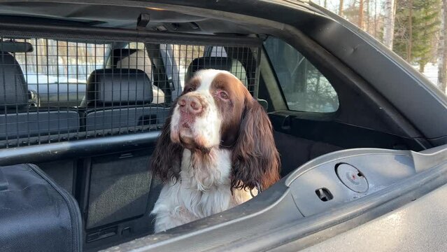 English springer spaniel sitting in the back of an open-top car. Breed of hunting dogs