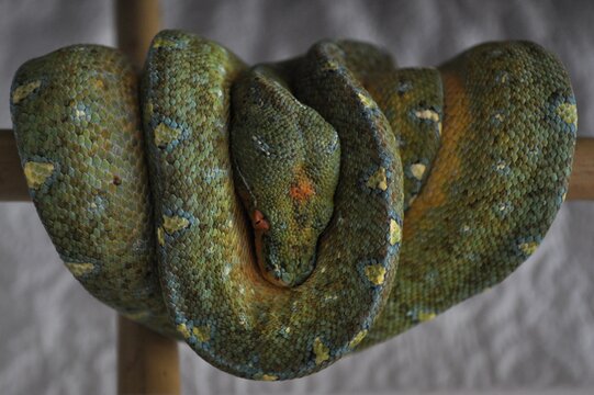close up of a snake