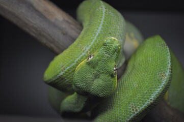 green snake on a branch