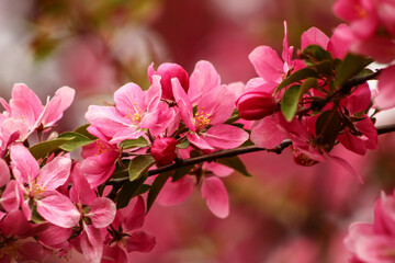 pink blossom
