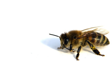 Bee on white background. Some are in the focus. Macro.