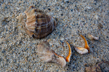 Sea shell in the sand - closeup view