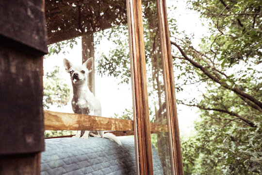 Small white puppy dog looks through window at nature