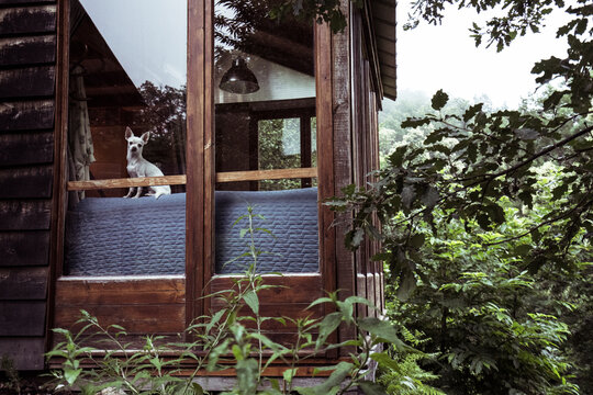 Small white dog looks from inside window of tiny house in nature