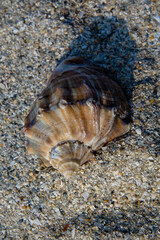 Sea shell in the sand - closeup view