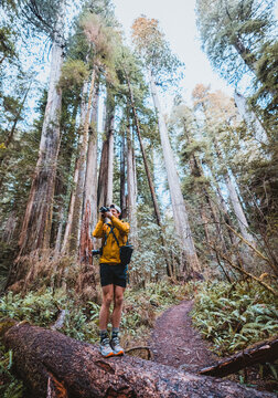 Male hiker photographs in redwood forest, California