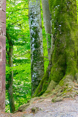 Forest. Completely green forest with the trees full of fresh moss in Saint Jean Pied de Port village, in France. Vertical photography. World Environment Day, June 5, 2022