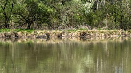View of a pond in the nature reserve in spring