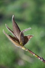 Magnolia