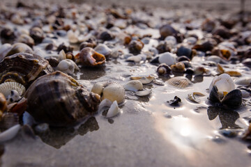 Lots of seashells on an empty beach
