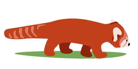 Rare animal red panda walking side view zoo, book, education, children vector illustration