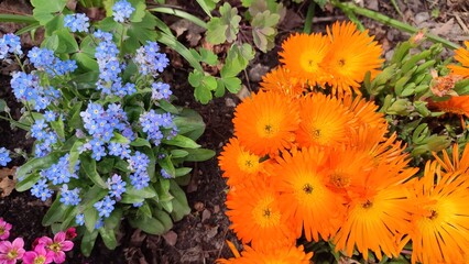 Blühende Blumen, Blumenbeet, Vorgarten, Deutschland