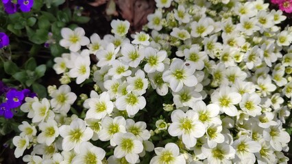 Blühende Blumen, Blumenbeet, Vorgarten, Deutschland