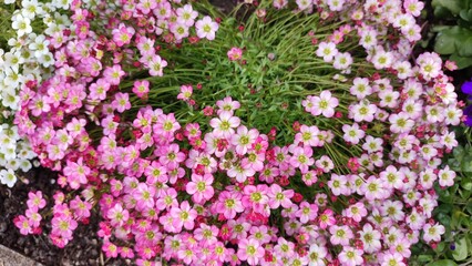 Obraz premium Blühende Blumen, Blumenbeet, Vorgarten, Deutschland