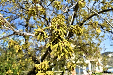 spring in the park