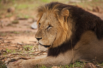 Single Male Lion 14812