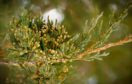 Eastern Red Cedar