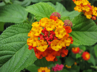 red and yellow flower