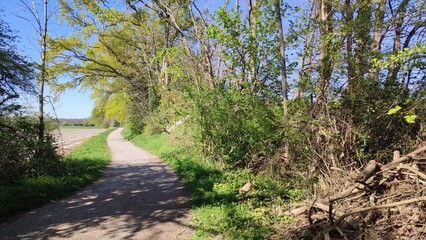 Fototapeta premium Grötzingen Baggersee, See im Wald Deutschland