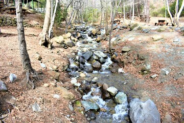 stream in the forest
