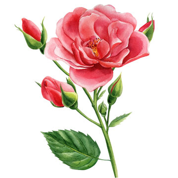 Rose on isolated white background, watercolor clipart, hand drawing, botanical illustration