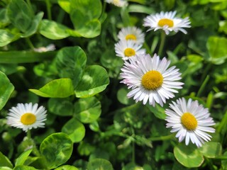 White daisy in the garden