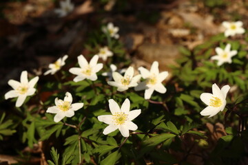 Naklejka na ściany i meble Anemone nemorosa, a buttercup plant growing in deciduous forests, the first messenger of spring
