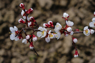 Apricot branch in full bloom on the blurred soil background.