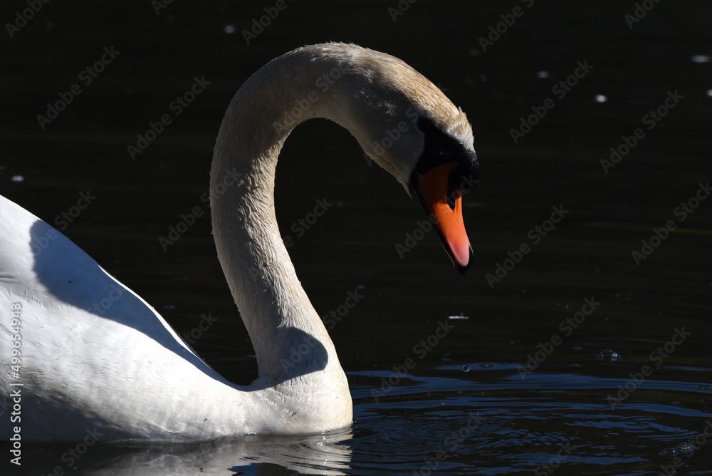 Poster Nahaufnahme eines Schwan