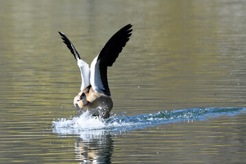 Wildgans bei der Landung