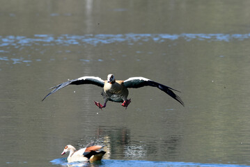 Wildgans bei der Landung
