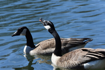 Obraz premium Wildgans