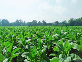 Tobacco Plantation 