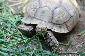 Big sulcata turtle eat leaves, wildlife animal eat green leaf food happy time in life.