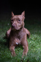 Portrait of a purebred American Pit Bull Terrier on a summer night.