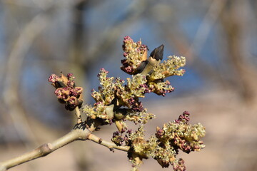 spring blossom in spring