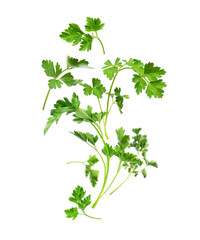 Bouquet of fresh parsley in the air isolated on a white background
