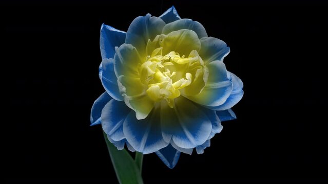 Beautiful blue tulip flower on black background time lapse
